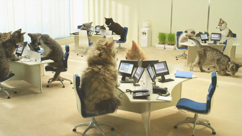 kittens-in-the-office